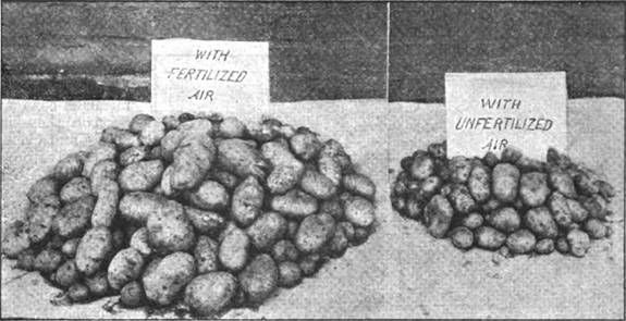 Potatoes grown with fertilized and unfertilized air, showing 300% crop yield improvement from fertilized air
