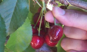 photo of cherries being picked