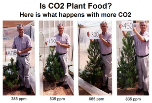 How CO2 affects pine trees