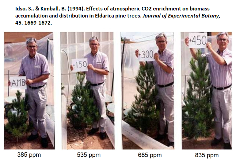 Pine trees grown at varying CO2 levels