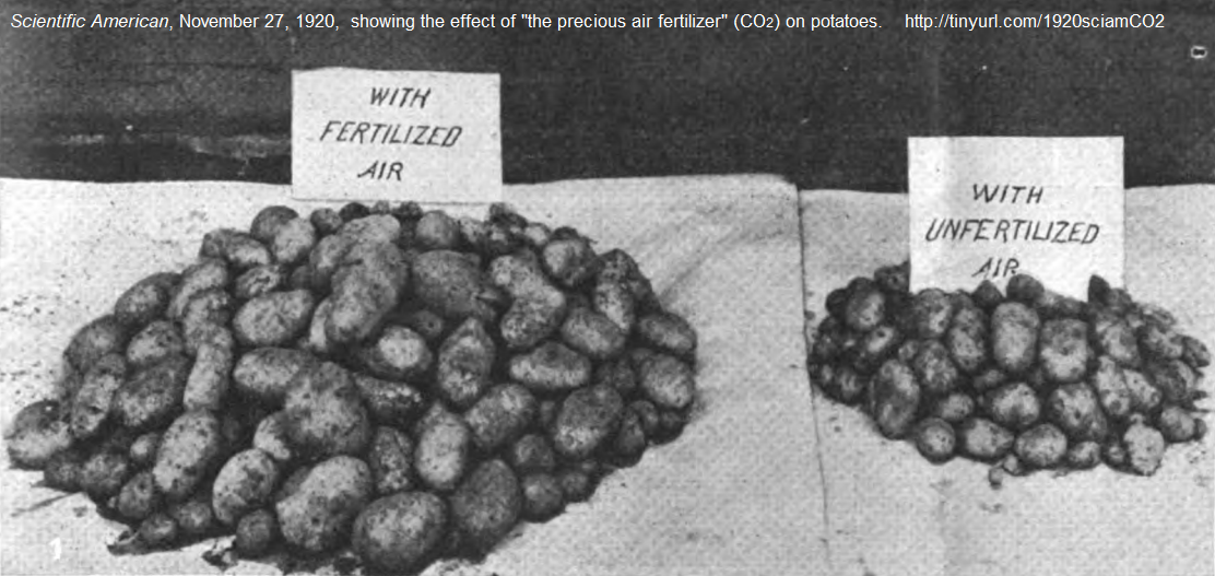 Potatoes grown with the precious air fertilizer