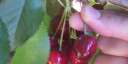 photo of cherries being picked