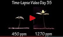 Cowpeas growing at two different CO2 levels